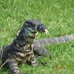 Varanus varius (Lace Monitor) at Mimosa Rocks National Park - 27 Mar 2011 by jksmits