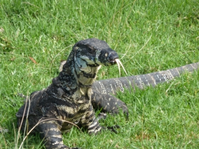 Varanus varius (Lace Monitor) at Nelson, NSW - 27 Mar 2011 by jks