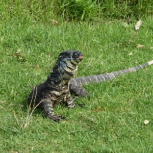 Varanus varius at Nelson, NSW - 27 Mar 2011