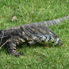 Varanus varius at Nelson, NSW - 27 Mar 2011