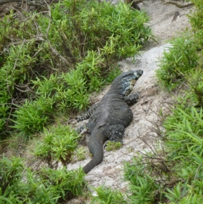 Varanus varius (Lace Monitor) at Tanja Lagoon - 27 Mar 2011 by jks