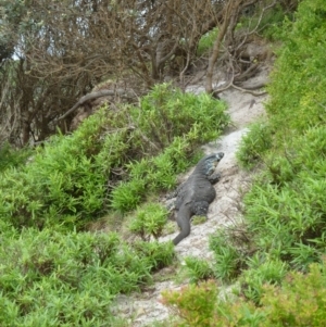 Varanus varius at Tanja, NSW - suppressed