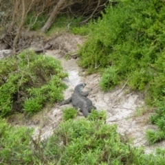 Varanus varius at Tanja, NSW - suppressed