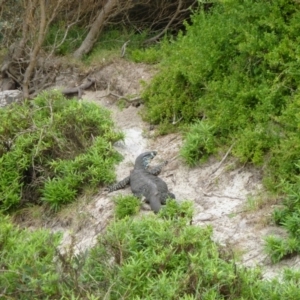 Varanus varius at Tanja, NSW - 27 Mar 2011