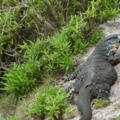 Varanus varius at Tanja, NSW - 27 Mar 2011