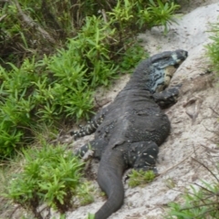 Varanus varius at Tanja, NSW - 27 Mar 2011