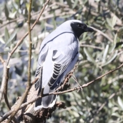 Coracina novaehollandiae (Black-faced Cuckooshrike) at Higgins, ACT - 27 Jun 2022 by AlisonMilton