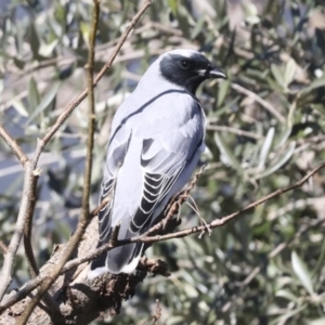 Coracina novaehollandiae at Higgins, ACT - 27 Jun 2022