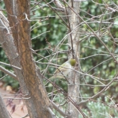 Zosterops lateralis at Deakin, ACT - 10 Jun 2011 12:23 PM