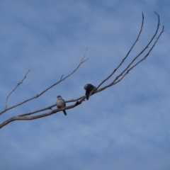 Artamus cinereus (Black-faced Woodswallow) at Forrest, WA - 14 Jun 2011 by jks