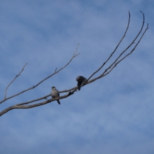 Artamus cinereus (Black-faced Woodswallow) at by jksmits