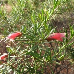 Eremophila latrobei (Crimson Turkey Bush) at Beadell, WA - 16 Jun 2011 by jks