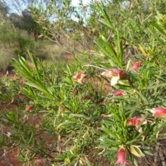 Eremophila latrobei at Beadell, WA - 16 Jun 2011 06:43 PM