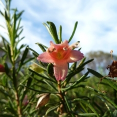 Eremophila latrobei at Beadell, WA - 16 Jun 2011