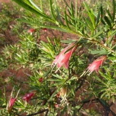 Eremophila latrobei at Beadell, WA - 16 Jun 2011 06:43 PM