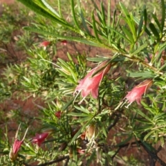 Eremophila latrobei at Beadell, WA - 16 Jun 2011