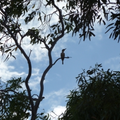 Todiramphus pyrrhopygius (Red-backed Kingfisher) at Angas Downs IPA - 6 Dec 2010 by jksmits