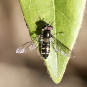 Melangyna sp. (genus) at Higgins, ACT - 7 Jul 2022