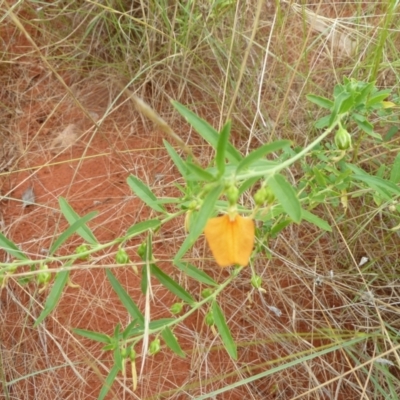 Pigea aurantiaca (Orange Spade Flower) at Angas Downs IPA - 3 Mar 2011 by jksmits