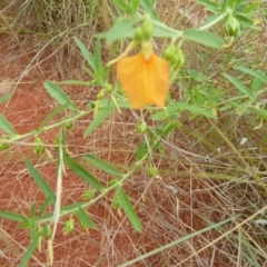 Pigea aurantiaca at Petermann, NT - 3 Mar 2011 11:34 AM