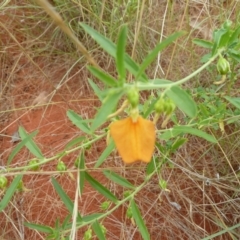 Pigea aurantiaca at Petermann, NT - 3 Mar 2011