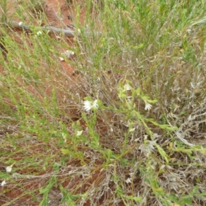 Unidentified Other Wildflower or Herb at suppressed by jksmits