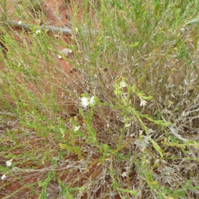 Unidentified Other Wildflower or Herb at Petermann, NT - 2 Mar 2011 by jksmits