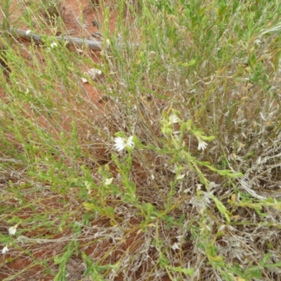 Unverified Other Wildflower or Herb at Petermann, NT - 3 Mar 2011 by jks