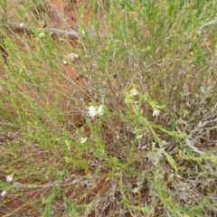 Unidentified Other Wildflower or Herb (TBC) at Petermann, NT - 2 Mar 2011 by jksmits