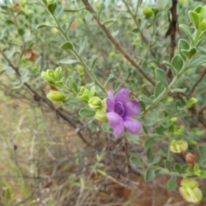 Eremophila willsii at Petermann, NT - 3 Mar 2011