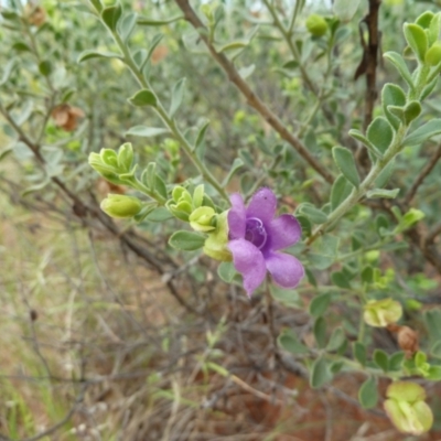 Eremophila willsii at Angas Downs IPA - 3 Mar 2011 by jksmits