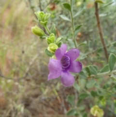 Eremophila willsii at Petermann, NT - 3 Mar 2011