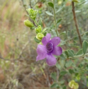 Eremophila willsii at Petermann, NT - 3 Mar 2011