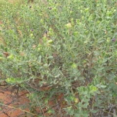 Eremophila willsii at Petermann, NT - 3 Mar 2011 11:00 AM