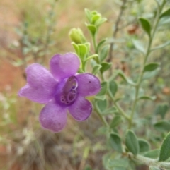 Eremophila willsii at Petermann, NT - 3 Mar 2011