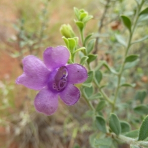 Eremophila willsii at Petermann, NT - 3 Mar 2011 11:00 AM