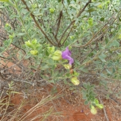 Eremophila willsii at Petermann, NT - 3 Mar 2011