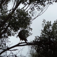 Accipiter fasciatus (Brown Goshawk) at Angas Downs IPA - 6 Mar 2011 by jksmits