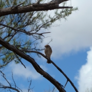 Petroica goodenovii (Red-capped Robin) at Petermann, NT by jksmits