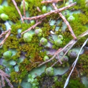 Asterella sp. (genus) at Cooma, NSW - 10 Jul 2022