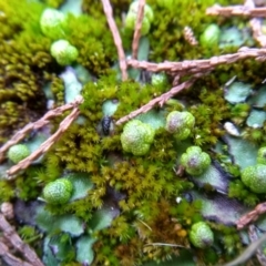 Asterella sp. (genus) at Cooma, NSW - 10 Jul 2022