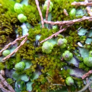 Asterella sp. (genus) at Cooma, NSW - 10 Jul 2022