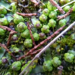 Asterella sp. (genus) at Cooma, NSW - 10 Jul 2022