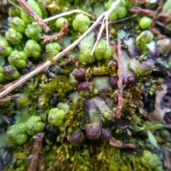 Asterella sp. (genus) at Cooma, NSW - 10 Jul 2022