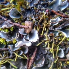 Peltigera (A foliose lichen) at Cooma, NSW - 10 Jul 2022 by mahargiani