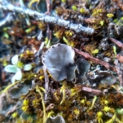 Peltigera at Cooma, NSW - 10 Jul 2022 03:32 PM