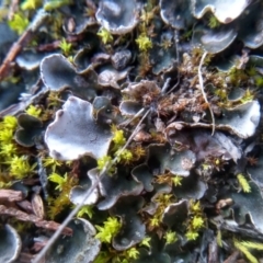 Peltigera at Cooma, NSW - 10 Jul 2022