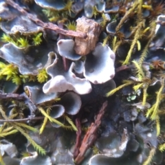 Peltigera at Cooma, NSW - 10 Jul 2022