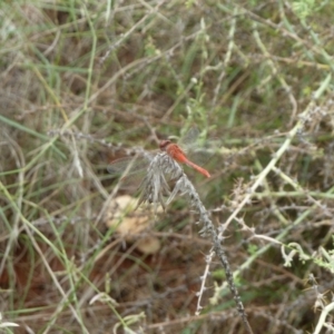 Diplacodes bipunctata at Petermann, NT - 3 Mar 2011 10:52 AM