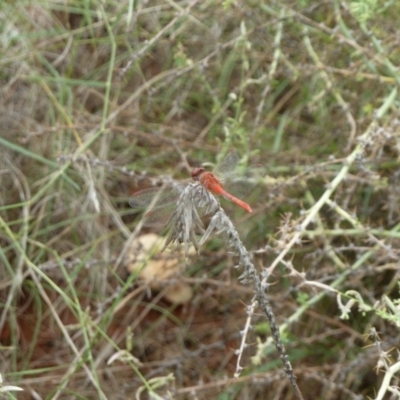 Unidentified Dragonfly or Damselfly (Odonata) at Angas Downs IPA - 2 Mar 2011 by jks